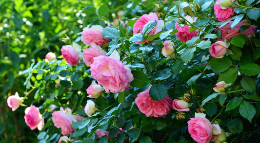 15 Fascinating Facts of Rose Fragrance